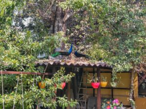 PEACOCK!!..:)